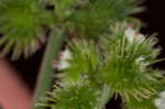 Largefruit blacksnakeroot